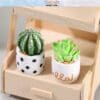 Miniature Potted Cactus Plants