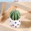 Miniature Potted Cactus Plants