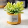 Miniature Green Potted Plants