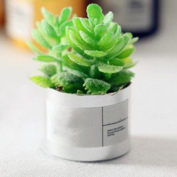 Miniature Green Potted Plants