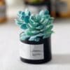 Miniature Green Potted Plants