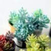 Miniature Green Potted Plants