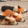 Miniature Sleeping Welsh Corgi