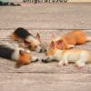 Miniature Sleeping Welsh Corgi