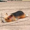 Miniature Sleeping Welsh Corgi