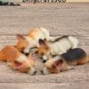 Miniature Sleeping Welsh Corgi