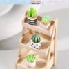 Miniature Potted Cactus Plants