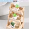 Miniature Potted Cactus Plants